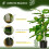 Homcom Planta Artificial Verde 17 x 17 x 95 cm 4