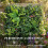 Outsunny Seto Artificial Verde 50 x 50 x 8 cm 5