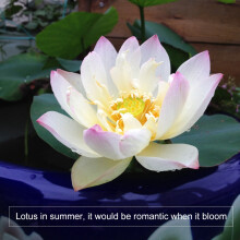 5 Pack Lotus Water Plant Seeds for Pond Aquarium Aquascaping