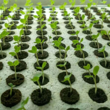 (HRD-TN0719) 30pcs Plant Seed Growth Sponges Easy to Use Seed Starting Promote Root Sponge for Gardening Plant Seedling
