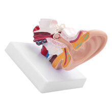 Humanohr-Anatomiemodell 1,5-mal vergrößert aus PVC, Display 11x8x12cm