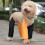 Wasserdichte Hundegamasche XL - Nylon/Poly 8