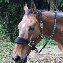 Nylon-Longierseil Drehbarer Schnapphaken Hellblau/Schwarz