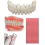 Diy Denture Repair Kit for Missing Teeth, Simple and Convenient (319) Dm.1 jisu 1