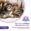 (Gray) 4pcs Cat Calming Collar - Stress Relief for All Sizes 2