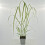 Erba di fontana Black Beauty 1L 2