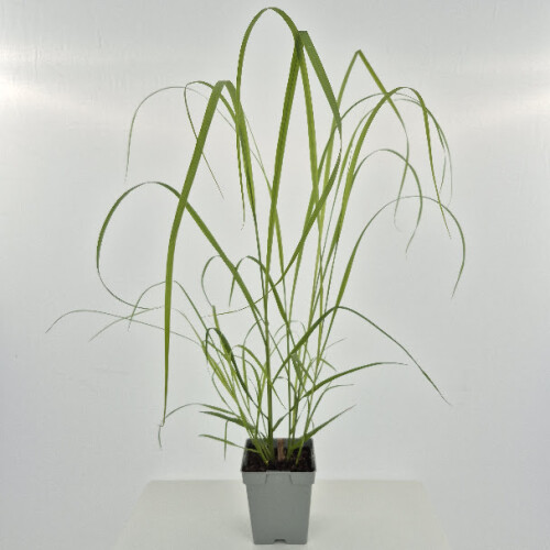 Erba di fontana Black Beauty 1L 1