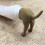 Funny Pooping Dog Toothpaste Cap, Plastic, 50g Brown Dispenser 12