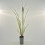 Pennisetum alopecutoides Red Head 1L 2