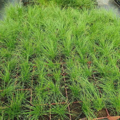 Festuca Walberla 1L 2