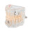 Educational Dental Caries Model, Clear Gingival, Portable 9x7cm 5