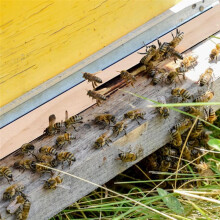 Bijenkorfingangverkleiner, 6-Pack Houten Bijenkorfingangverkleiner, 10 Frames Bijenkorfbenodigdheden met 2 Maatopeningen, Warmteregeling