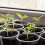 Embalagem de 40 Vasos de Viveiro Transparentes de 5,7 Polegadas para Plantas: Vasos de Mudas com Armazenamento de Água 1