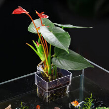 (1PCS) Acryl Pflanzenschale für Aquarium & Farn