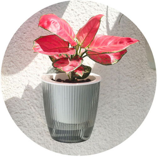 (Starry Gray M) Nordic Self-Watering Wall Planter - Large Capacity