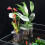 (1PCS) Support Plantes Aquarium en Acrylique 2