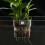 (1PCS) Support Plantes Aquarium en Acrylique 4