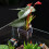 (1PCS) Support Plantes Aquarium en Acrylique 5