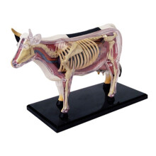 Modelo de Anatomia de Órgão Animal 4D Inteligência de Vaca Montagem de Brinquedo Modelo de Anatomia de Ensino Modelo Animal Montado de Vaca