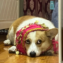 (Rose Red) Corgi Dog Costume with Sequins, Hip Dance Clothes