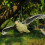 Lifesize Hawk Decoy for Garden & Farm Pest Control 6