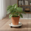 Rolling Plant Tray for Drainage & Mobility (50 chars) 7
