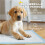 PawHut Empapadores para Perro Azul 60 x 60 cm 4