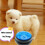 (Blue) Recordable Dog Buttons for Pet Communication 3