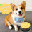 (Yellow) Recordable Dog Buttons for Pet Communication 3