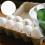 1Pc Durable Plastic Egg Organizer White Egg Storage Tray for Home Use 6