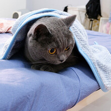 Dog & Cat Pet Towel Soft & Drying Grooming Towel 30x60cm Bright Apricot Color