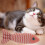 1Kat Kattenkruid Speelgoed Donkerrood 4