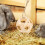 Durable Bamboo Hanging Feeder Ball for Rabbits and Small Pets 10