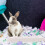 Weißes Rabbit Litter Box Mit Sicherem Verriegelungsdesign 9
