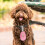Distributeur Déchets Animaux Silicone Rose Pour Promenade 3