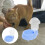 Distributeur D’Eau Automatique Pour Chat Et Chien 7