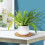 12Pcs Round Cork Mat Coasters For Plant Pots And Drinks 4