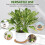 12Pcs Round Cork Mat Coasters For Plant Pots And Drinks 7