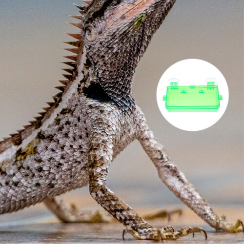Bearded Dragon Accessories Chameleon Feeder Dish Light Green 2