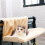 Cat Window Perch Hammock with 4 Suction Cups, Detachable Rest Bed 4