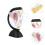 uterus structure model human organ teaching tool medical 6