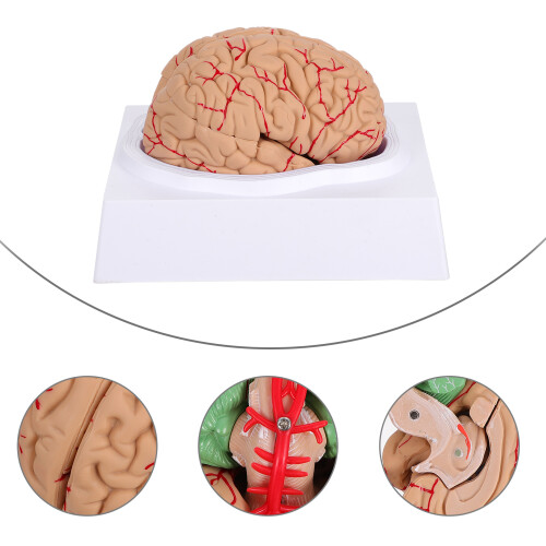 1 Pc Human Brain Model Medical Anatomical Brain Model Pink 1