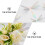 36 Pcs Simulated Dragonfly Wall Stickers Decals Decor Decorative 7