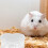 2 Stuks Transparante Hamster- En Chinchillakommen 7