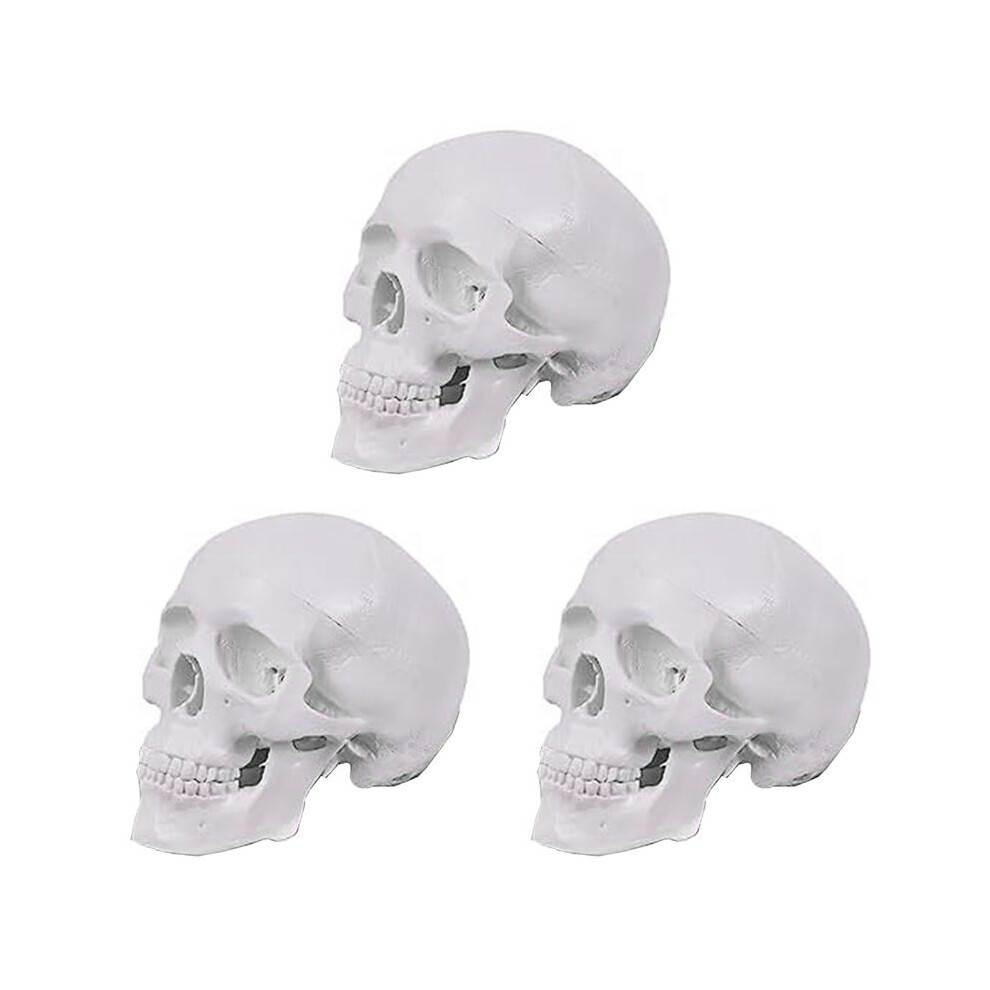 3X Human Skull Model, 3 Parts Anatomical Skull Model With Removable Skull Cap And Articulated Mandible 6033239411341