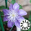 10 Pcs Flower Fixed Accessories Bouquets Stems Garden Support Clips 6