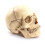 Medical-Skull Human Body Model Education Skull Model 1:2 for Student Teaching Study Assembling Model,Primary Color 6