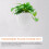 1Set Kunststoff Wand- Transparent Mit Einzigartigem Design 8