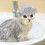 Pet Douchecap Waterdicht Herbruikbaar Met Verstelbare Band 6