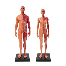 12 Inch Human Anatomy Model with Full Color Muscle Detail, Male and Female Muscular System Figures